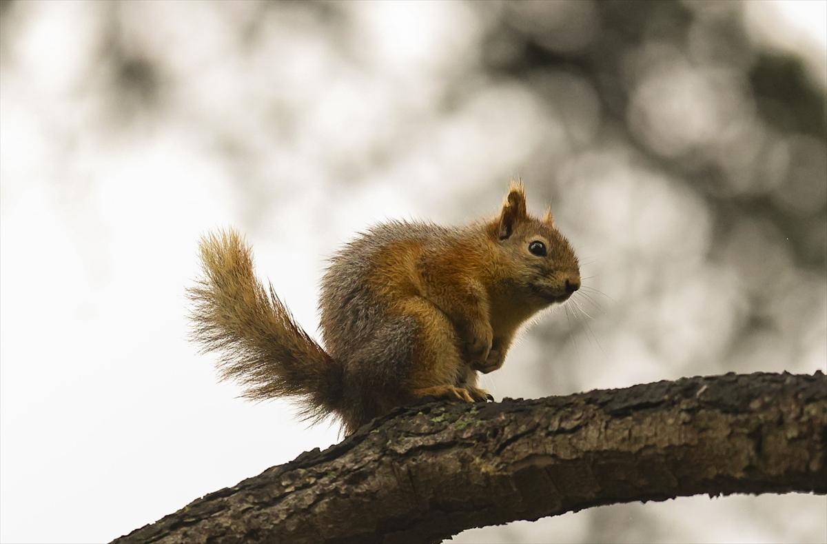 İstanbul sonbahar renklerine büründü