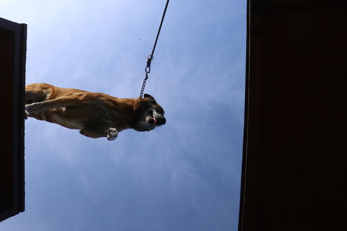 TSK'nın devriye köpekleri