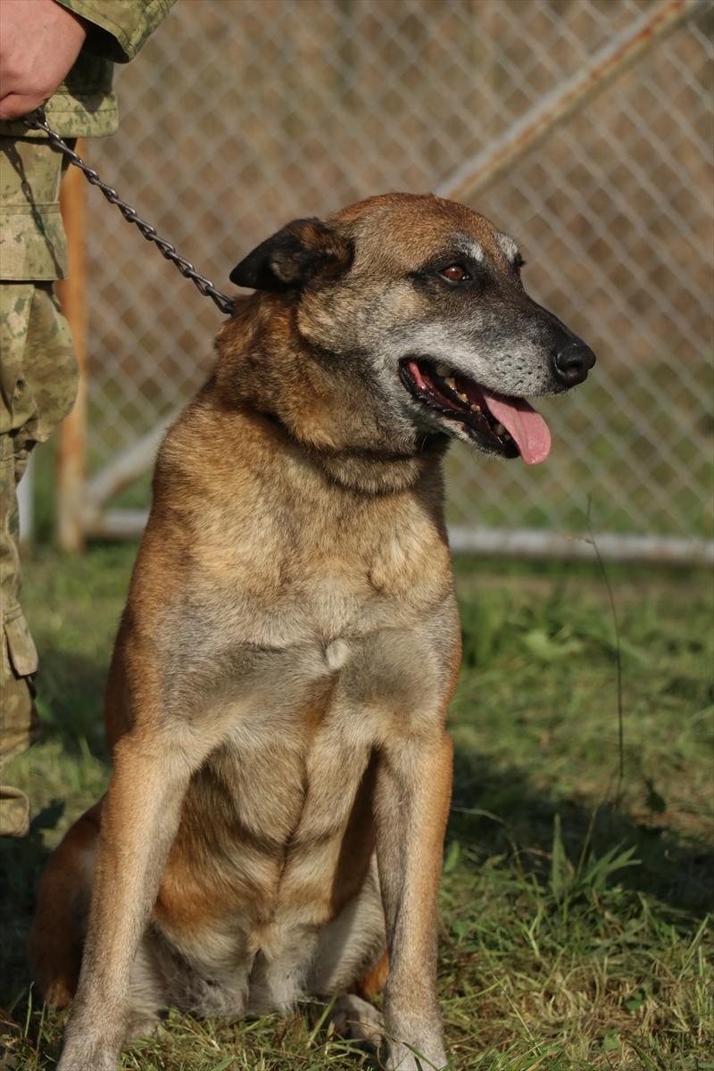 TSK'nın devriye köpekleri