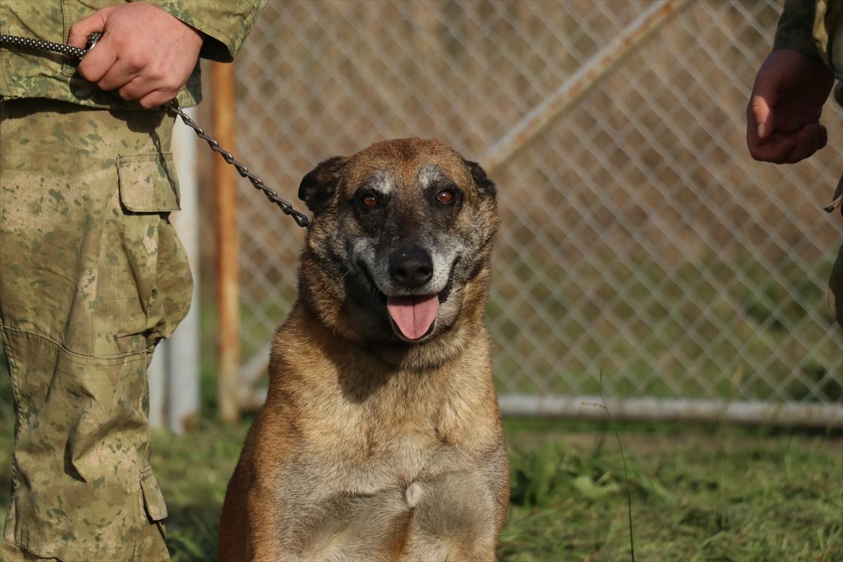 TSK'nın devriye köpekleri