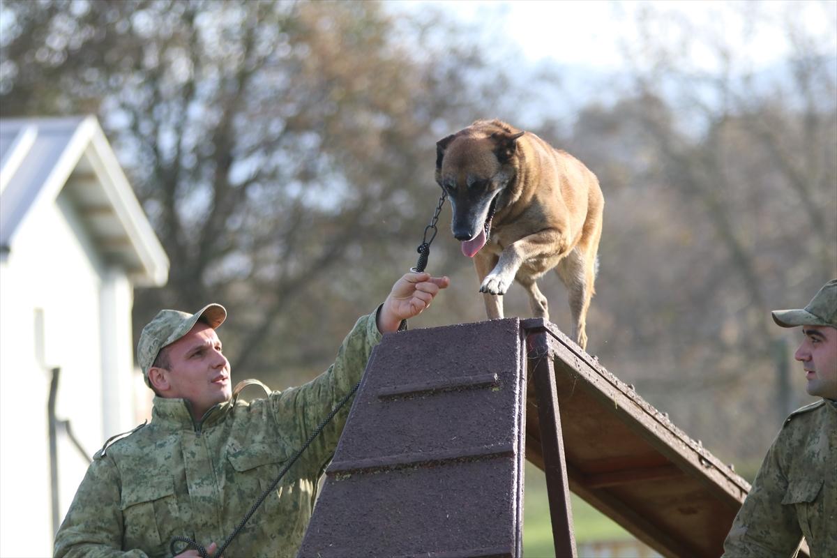 TSK'nın devriye köpekleri