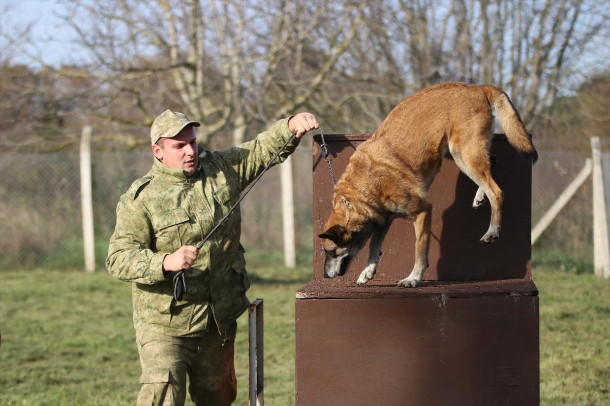 TSK'nın devriye köpekleri