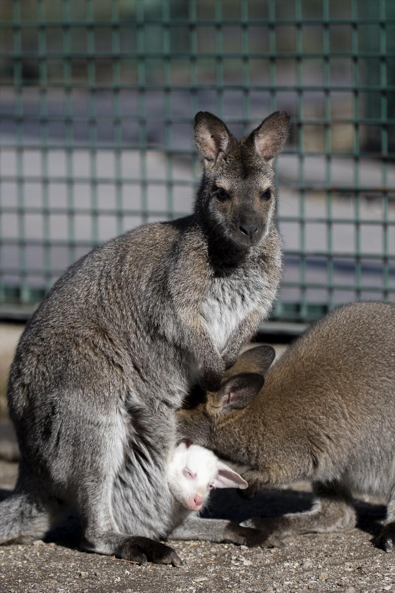 Hayvanat bahçesinin dikkat çeken sakini! Yavru kanguru, albino olarak doğdu