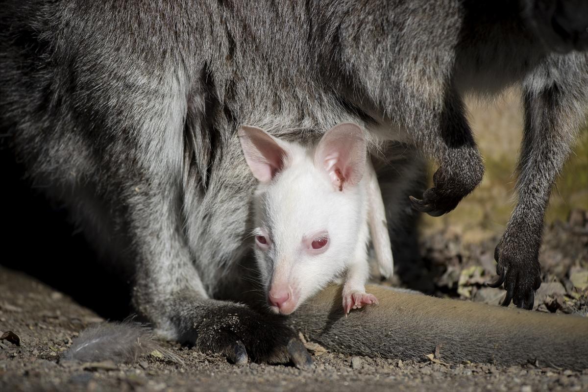 Hayvanat bahçesinin dikkat çeken sakini! Yavru kanguru, albino olarak doğdu