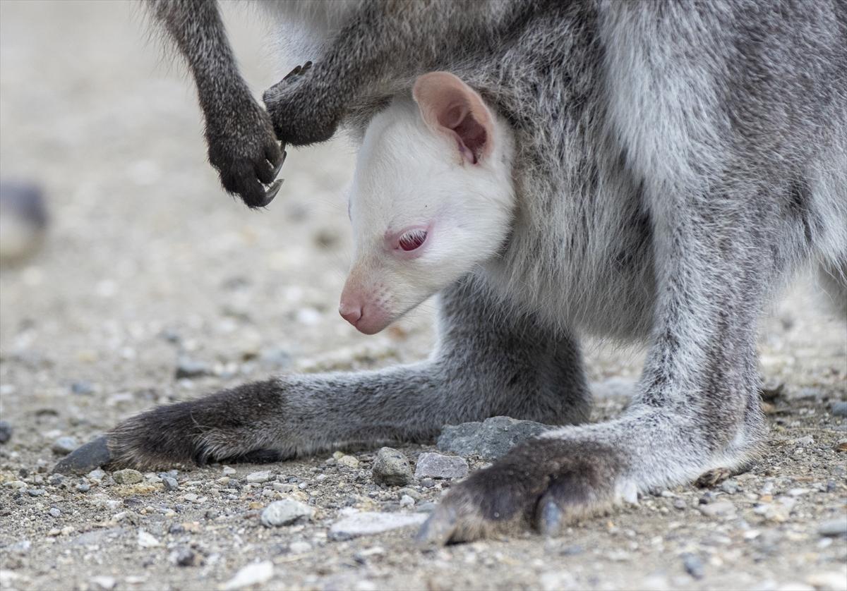 Hayvanat bahçesinin dikkat çeken sakini! Yavru kanguru, albino olarak doğdu
