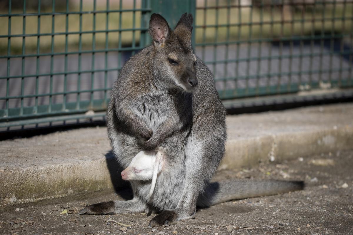 Hayvanat bahçesinin dikkat çeken sakini! Yavru kanguru, albino olarak doğdu