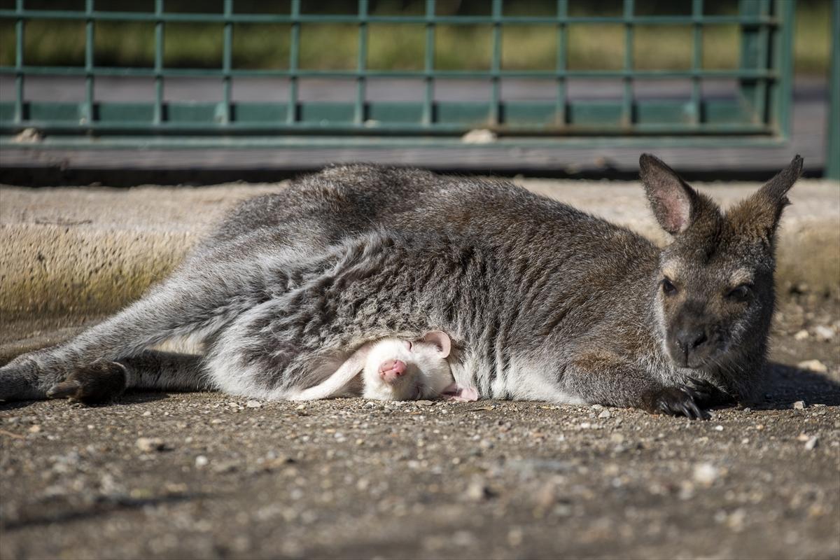 Hayvanat bahçesinin dikkat çeken sakini! Yavru kanguru, albino olarak doğdu