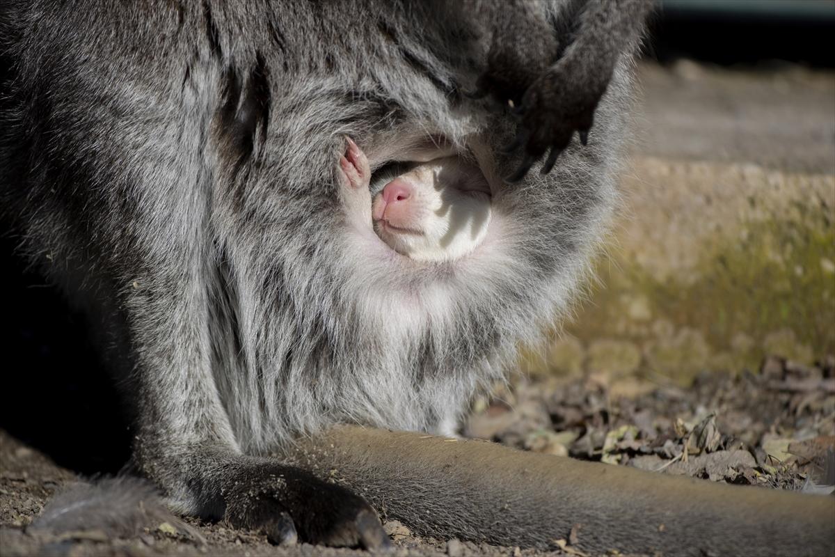 Hayvanat bahçesinin dikkat çeken sakini! Yavru kanguru, albino olarak doğdu