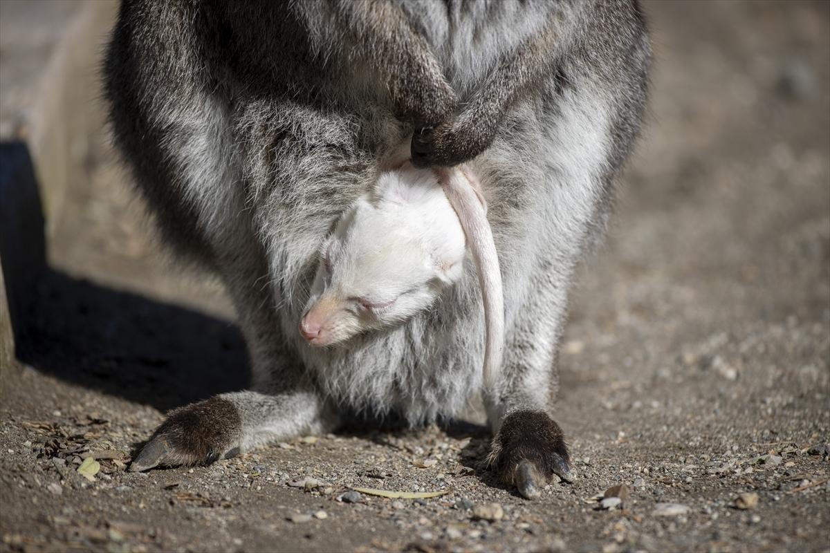 Hayvanat bahçesinin dikkat çeken sakini! Yavru kanguru, albino olarak doğdu