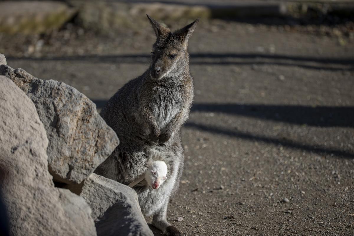 Hayvanat bahçesinin dikkat çeken sakini! Yavru kanguru, albino olarak doğdu