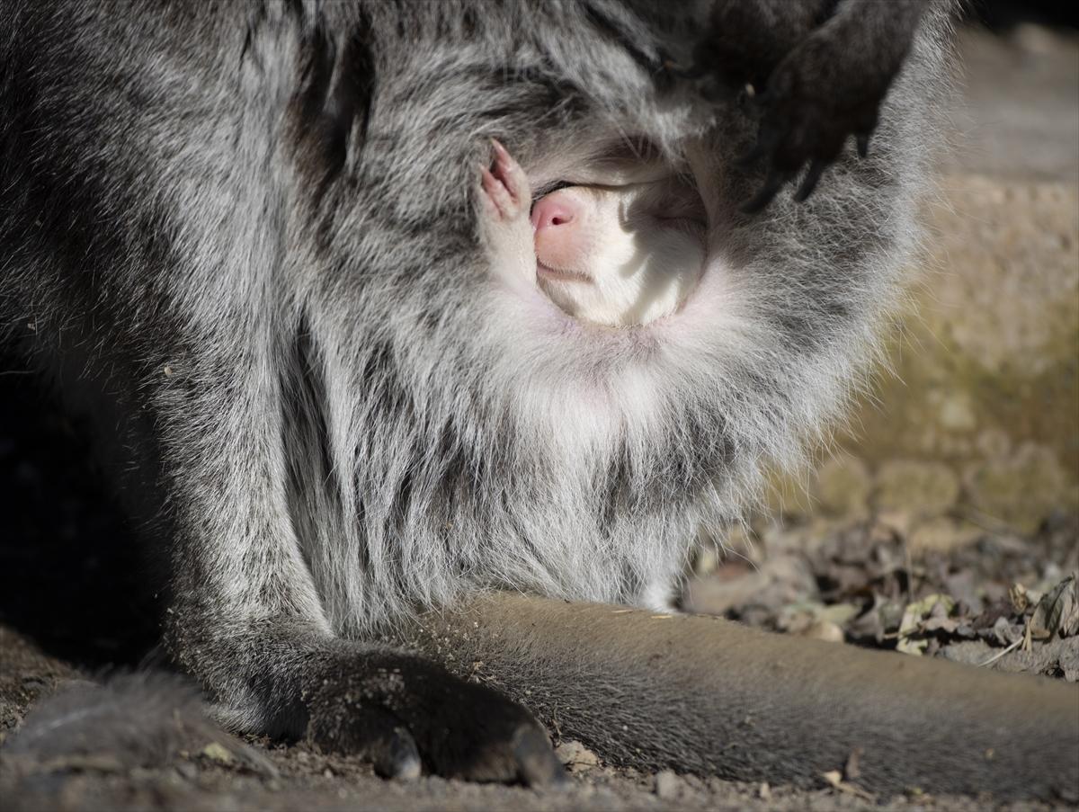 Hayvanat bahçesinin dikkat çeken sakini! Yavru kanguru, albino olarak doğdu