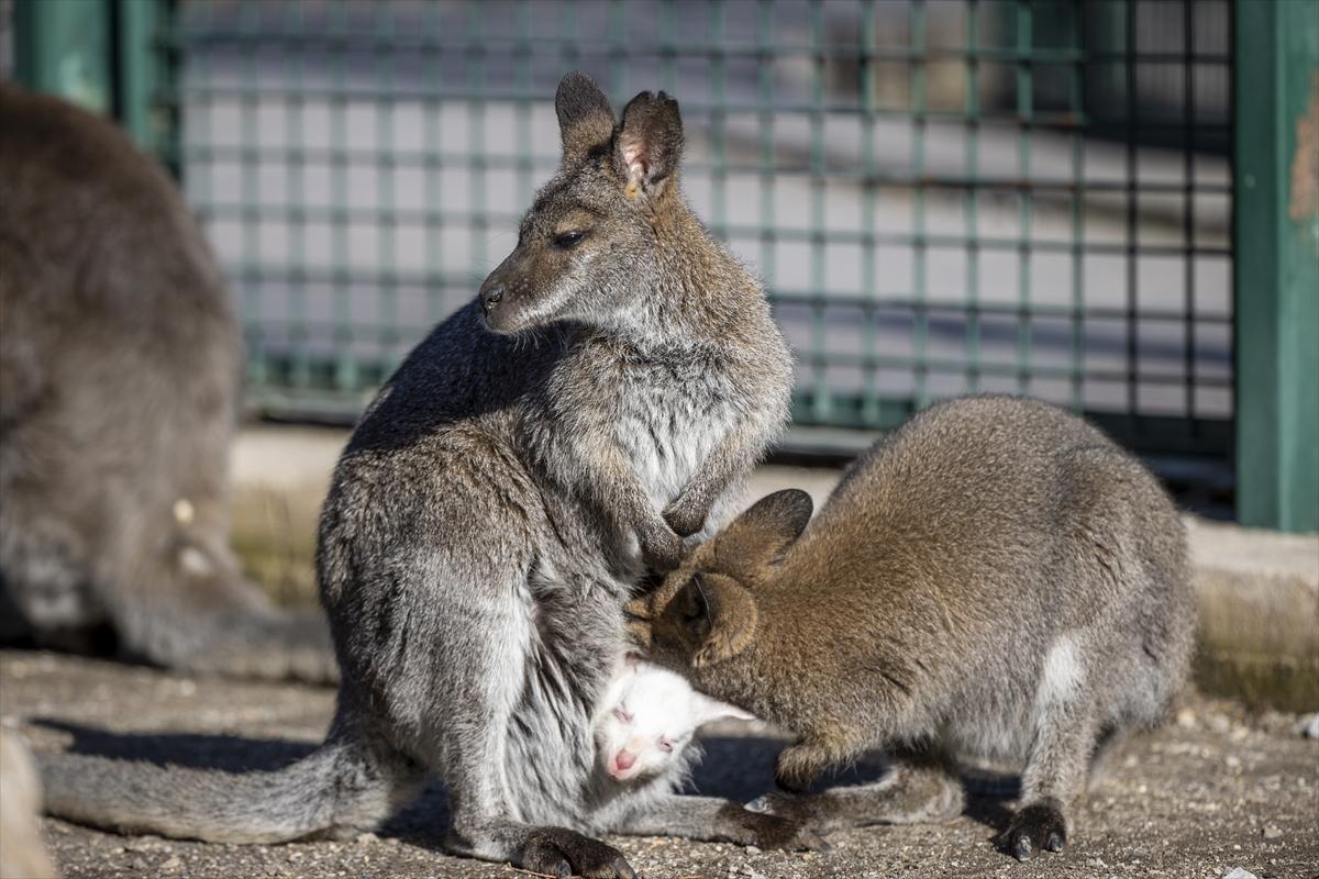 Hayvanat bahçesinin dikkat çeken sakini! Yavru kanguru, albino olarak doğdu