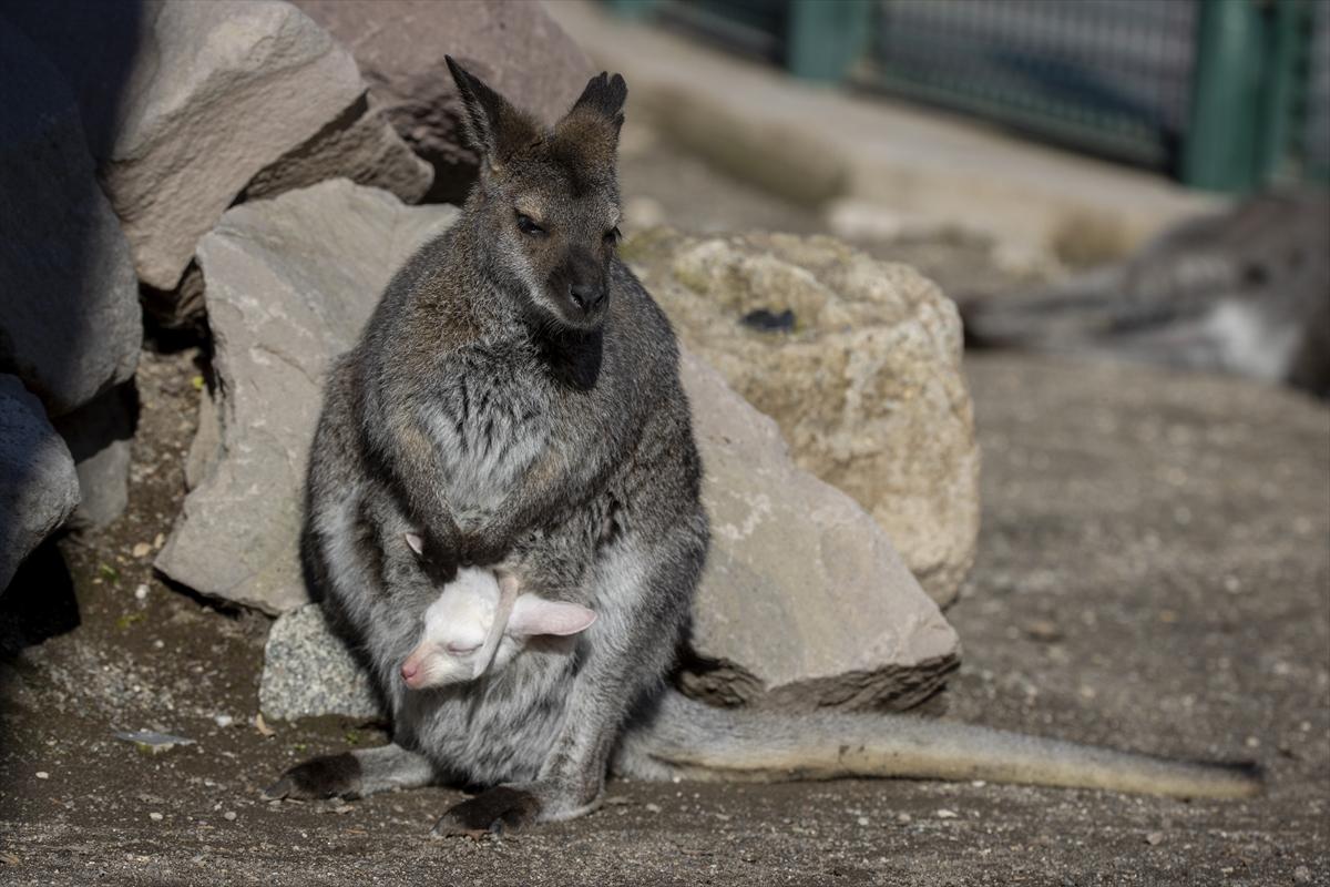 Hayvanat bahçesinin dikkat çeken sakini! Yavru kanguru, albino olarak doğdu