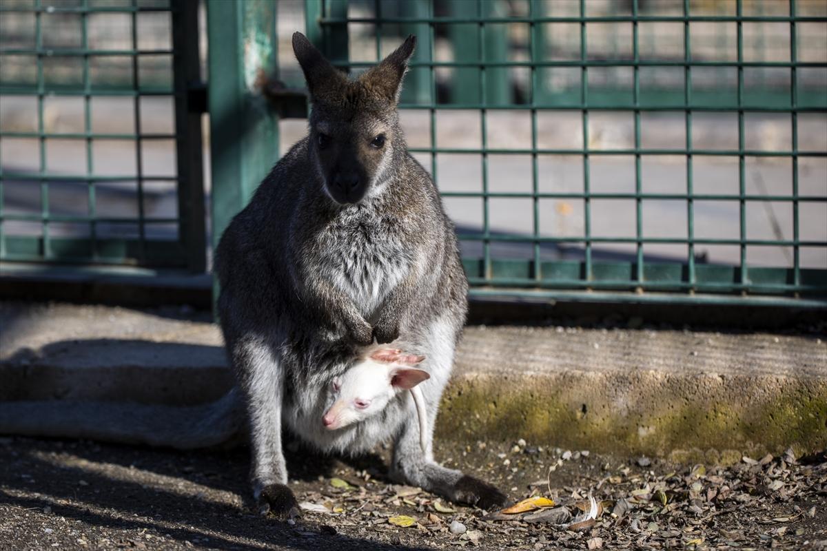 Hayvanat bahçesinin dikkat çeken sakini! Yavru kanguru, albino olarak doğdu