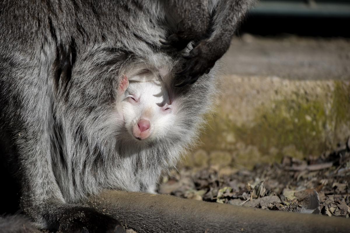 Hayvanat bahçesinin dikkat çeken sakini! Yavru kanguru, albino olarak doğdu