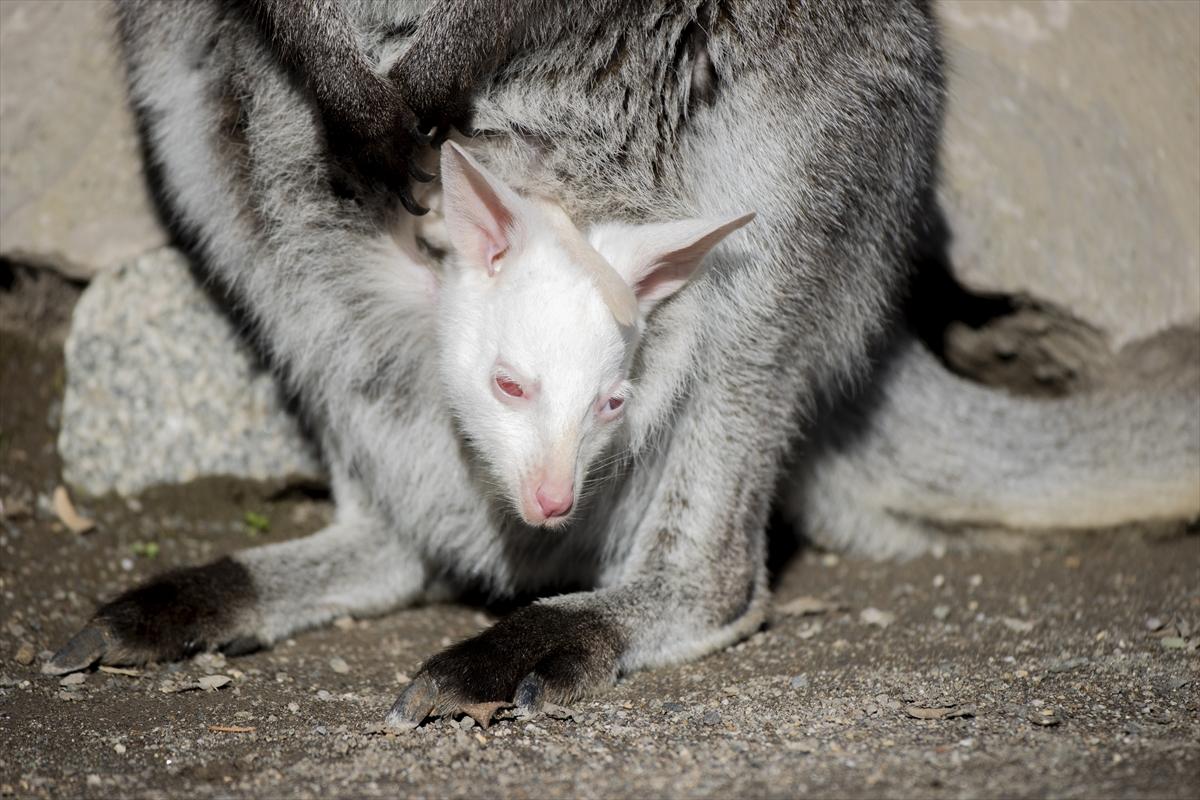 Hayvanat bahçesinin dikkat çeken sakini! Yavru kanguru, albino olarak doğdu