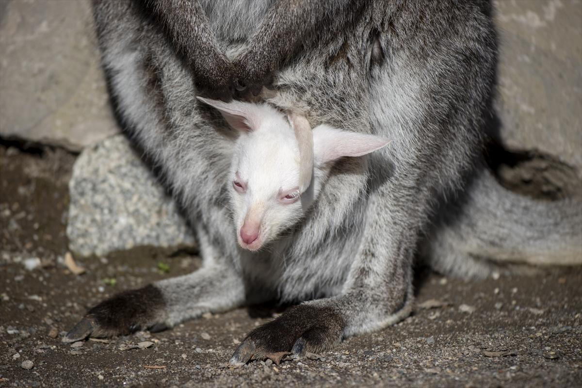 Hayvanat bahçesinin dikkat çeken sakini! Yavru kanguru, albino olarak doğdu