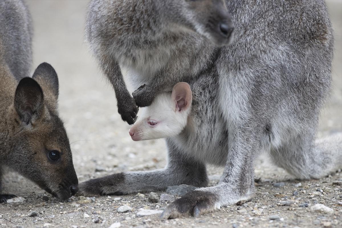 Hayvanat bahçesinin dikkat çeken sakini! Yavru kanguru, albino olarak doğdu