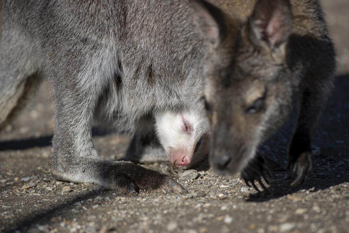 Hayvanat bahçesinin dikkat çeken sakini! Yavru kanguru, albino olarak doğdu