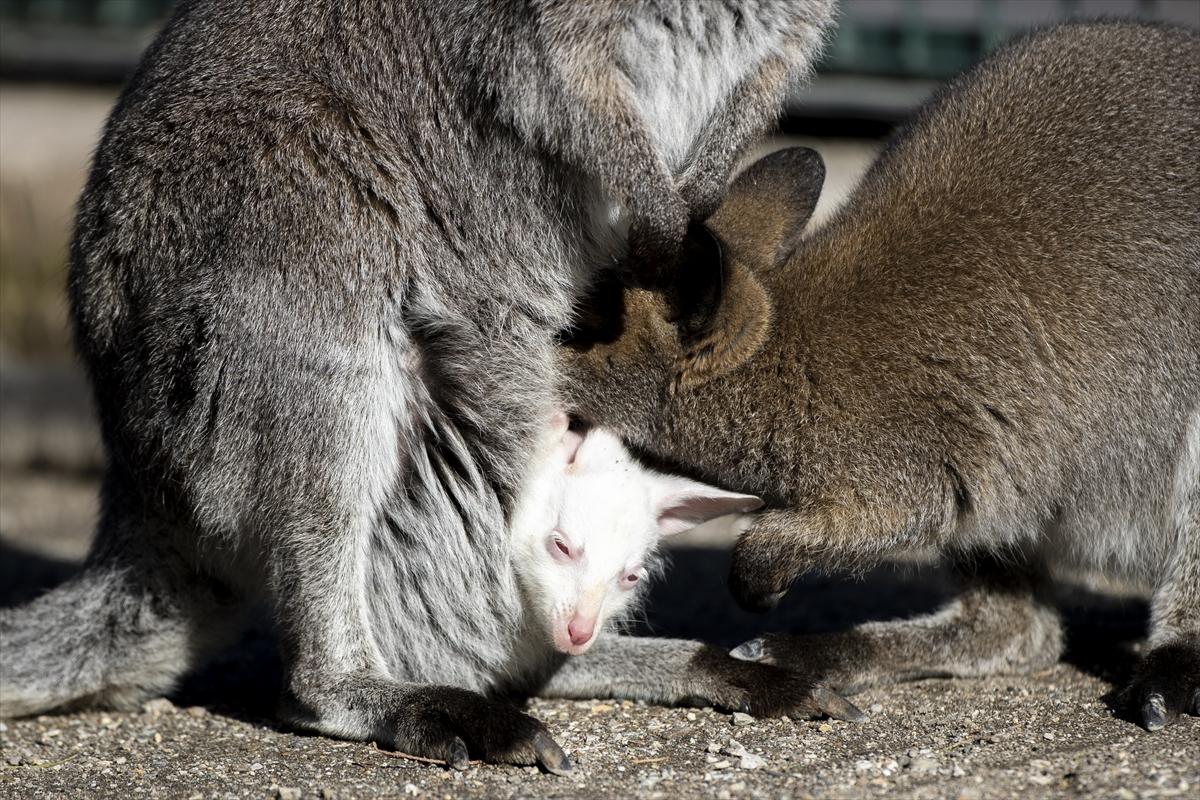 Hayvanat bahçesinin dikkat çeken sakini! Yavru kanguru, albino olarak doğdu