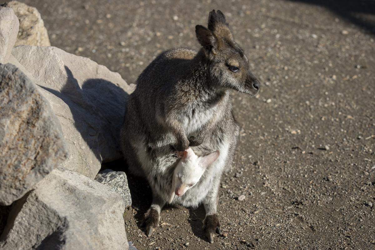 Hayvanat bahçesinin dikkat çeken sakini! Yavru kanguru, albino olarak doğdu