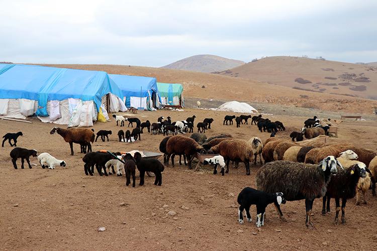 Elazığ'da yıllardır çadırlarda yaşayan göçerler, konteynerlerine kavuştu
