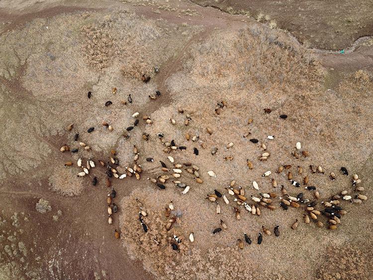 Elazığ'da yıllardır çadırlarda yaşayan göçerler, konteynerlerine kavuştu