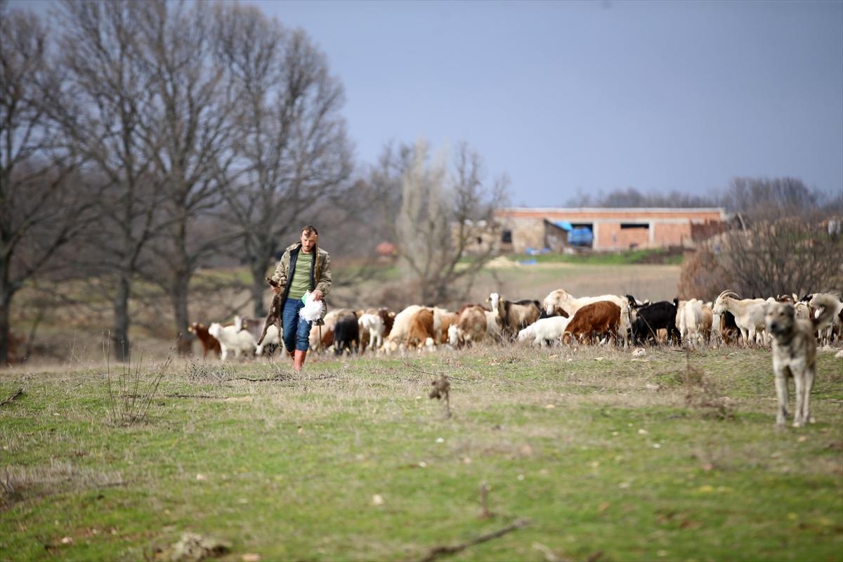 Yıldız Dağları, oğlak ve kuzu sesleriyle yankılanıyor