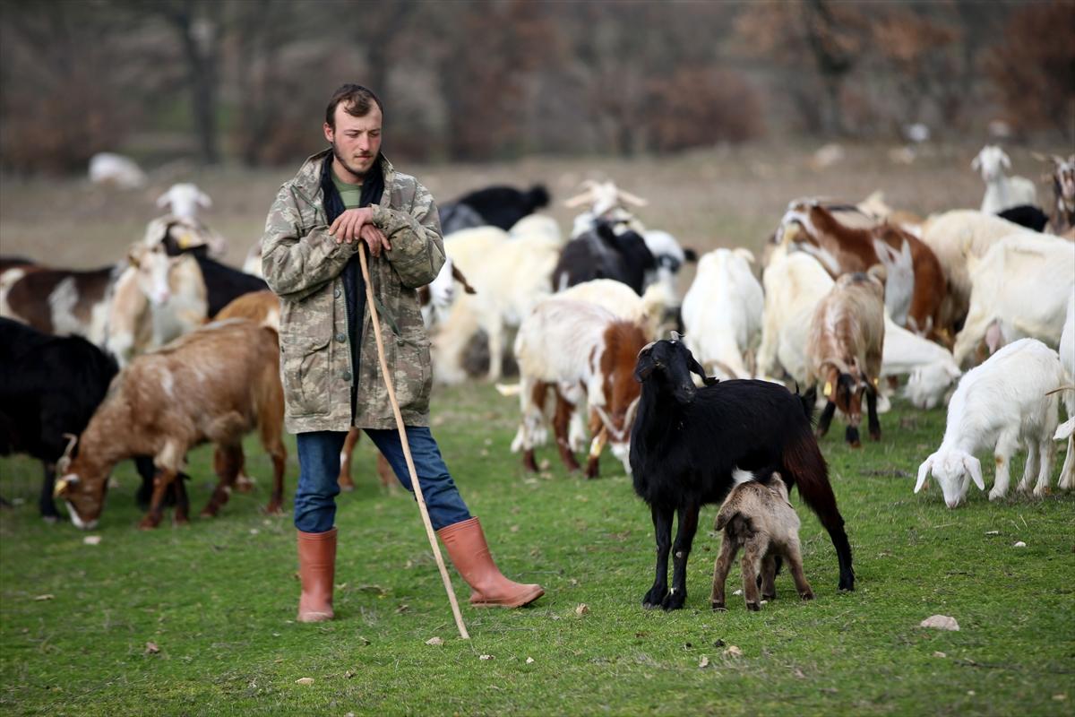 Yıldız Dağları, oğlak ve kuzu sesleriyle yankılanıyor