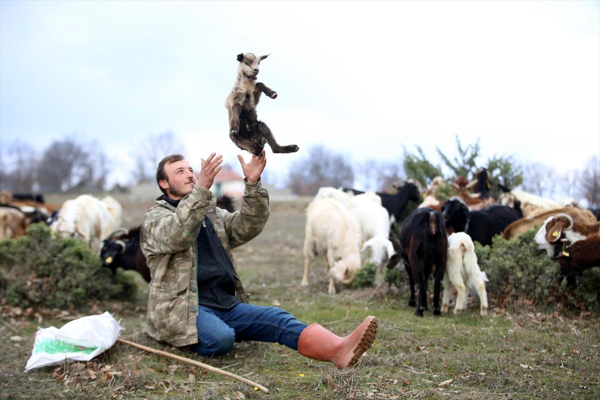 Yıldız Dağları, oğlak ve kuzu sesleriyle yankılanıyor
