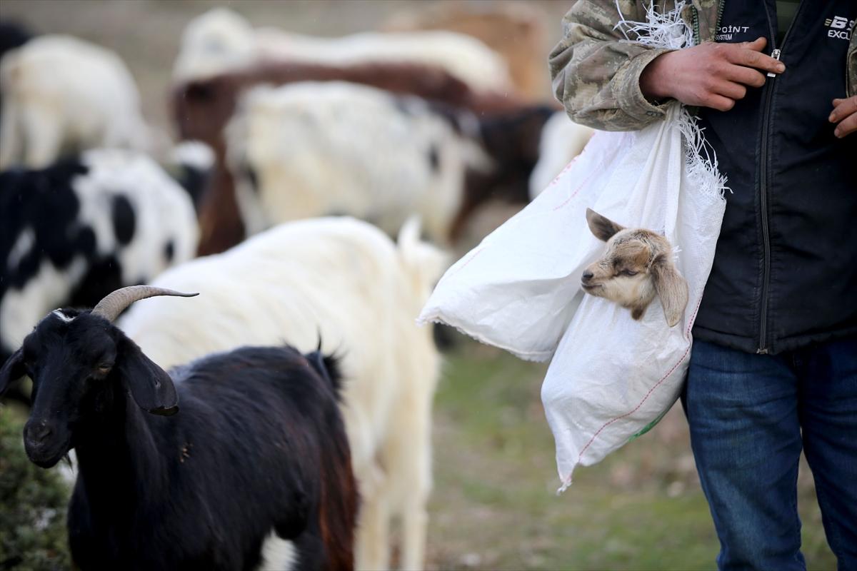 Yıldız Dağları, oğlak ve kuzu sesleriyle yankılanıyor