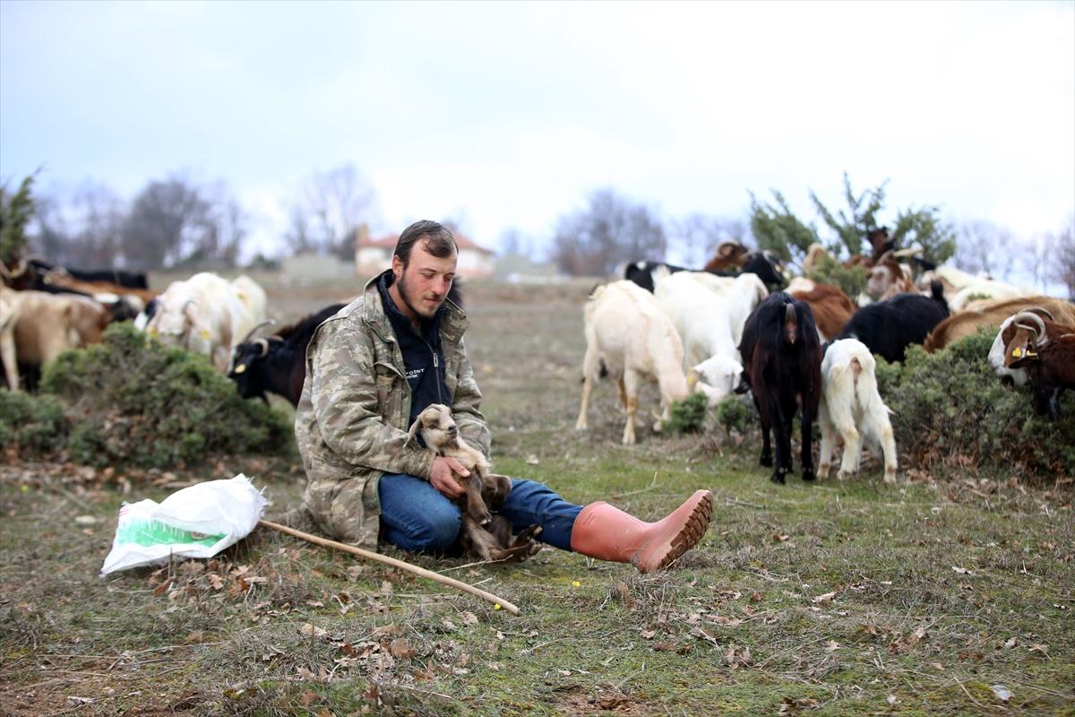 Yıldız Dağları, oğlak ve kuzu sesleriyle yankılanıyor