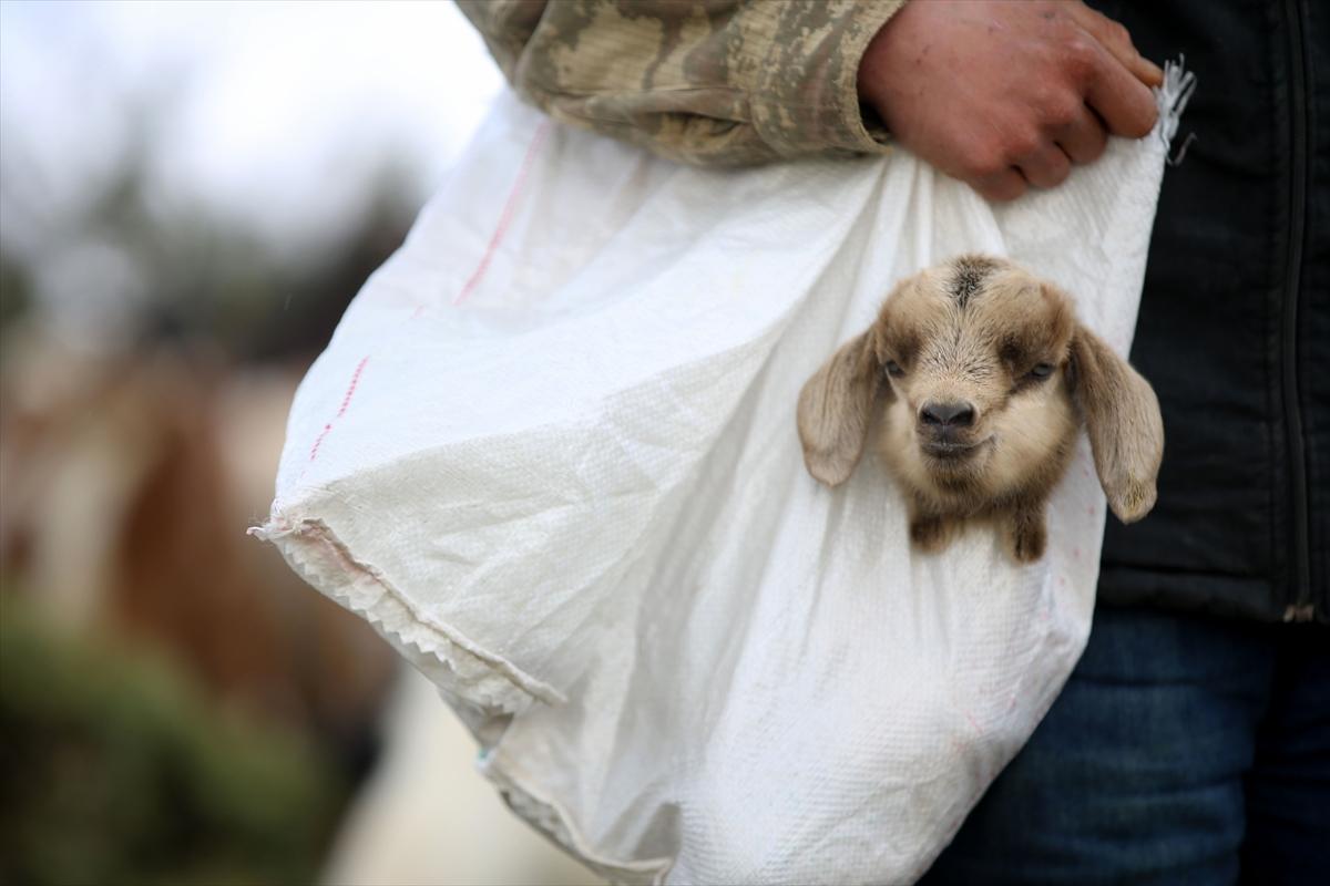 Yıldız Dağları, oğlak ve kuzu sesleriyle yankılanıyor