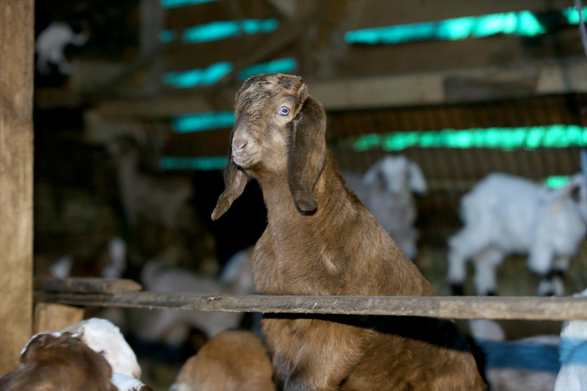 Yıldız Dağları, oğlak ve kuzu sesleriyle yankılanıyor