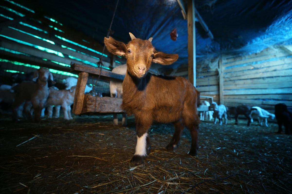 Yıldız Dağları, oğlak ve kuzu sesleriyle yankılanıyor