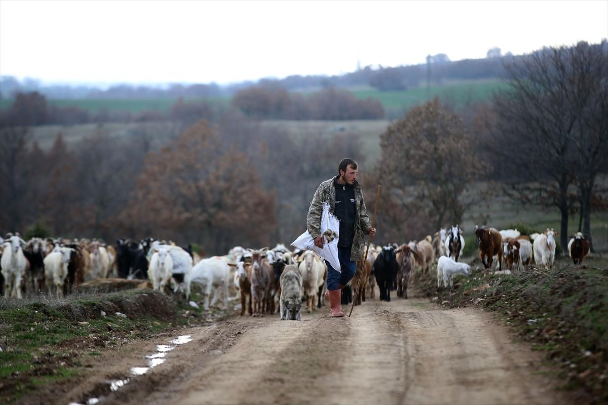 Yıldız Dağları, oğlak ve kuzu sesleriyle yankılanıyor