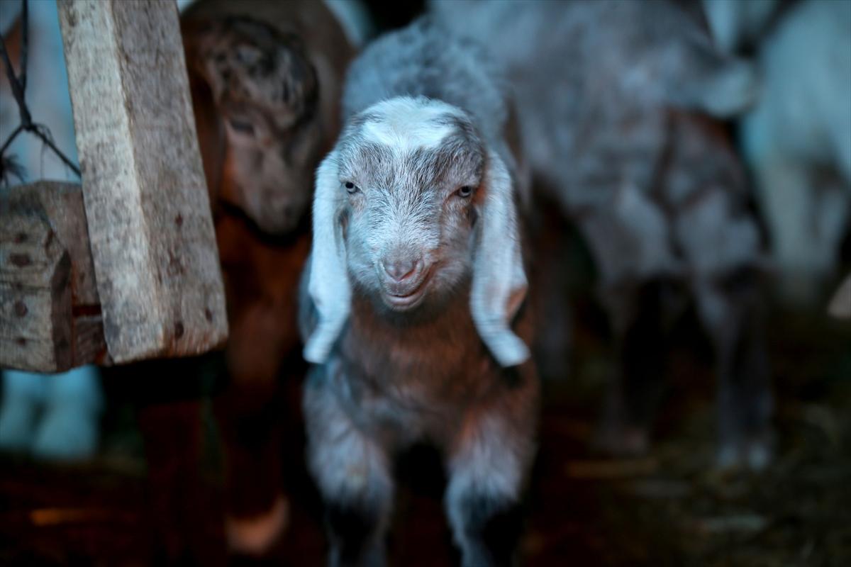 Yıldız Dağları, oğlak ve kuzu sesleriyle yankılanıyor