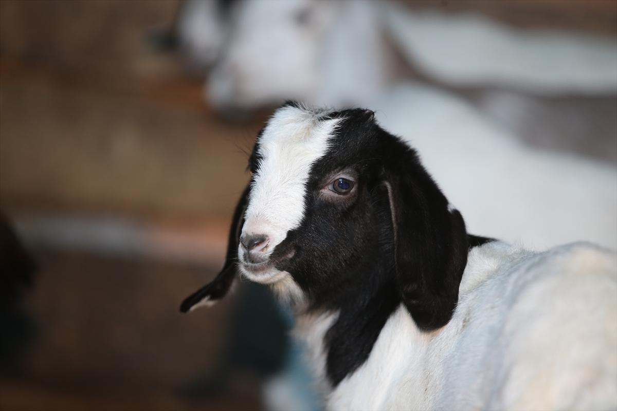Yıldız Dağları, oğlak ve kuzu sesleriyle yankılanıyor