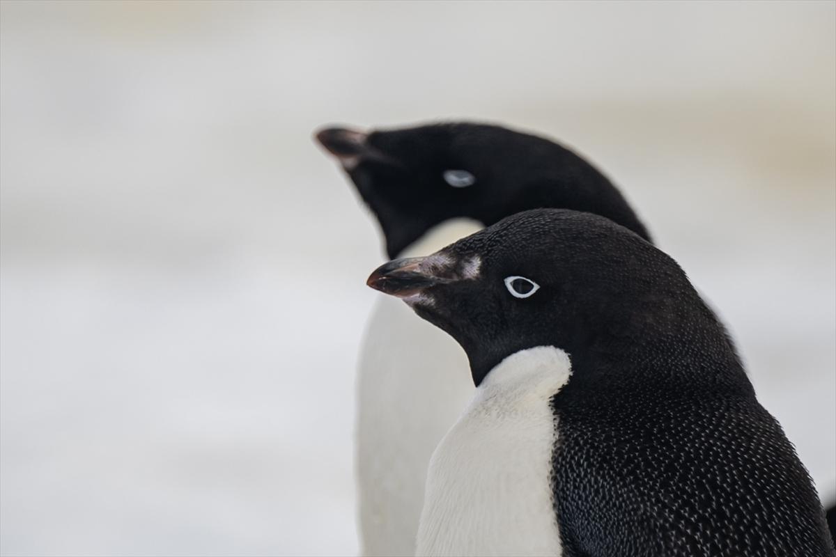 8. Ulusal Antarktika Bilim Seferi ekibi yurda geri döndü