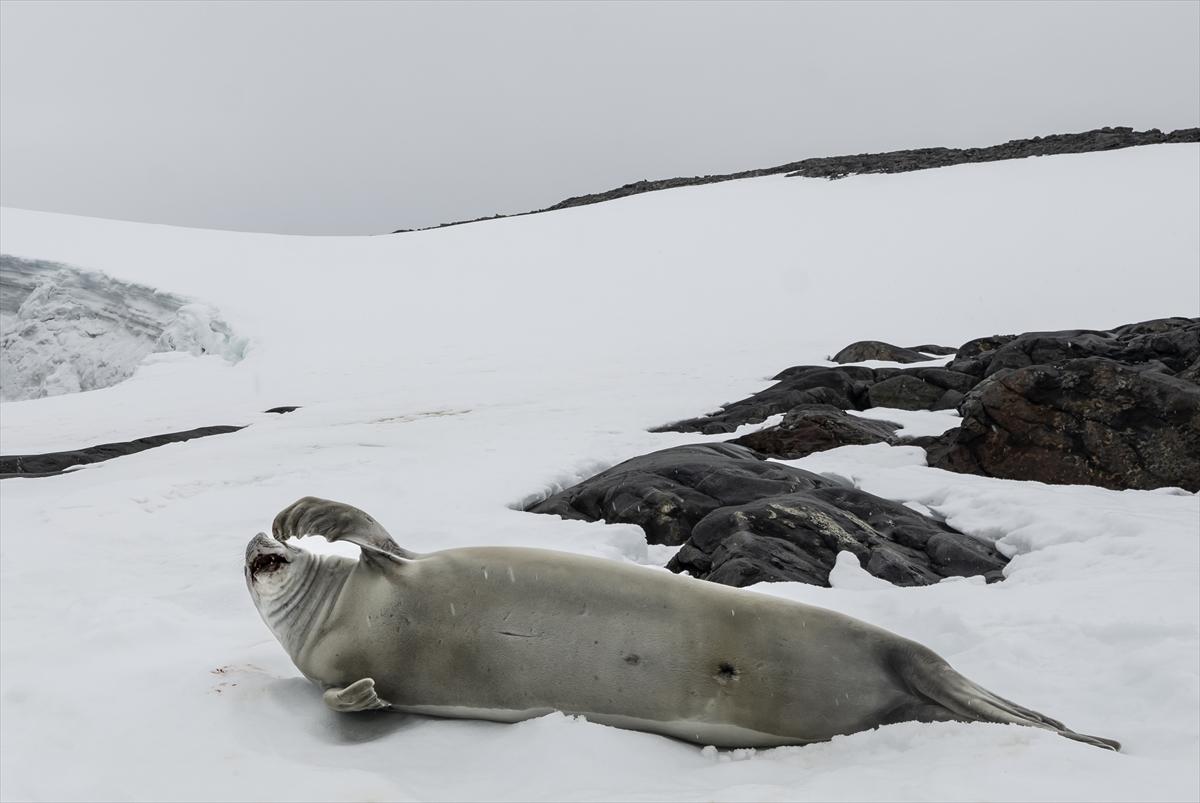 8. Ulusal Antarktika Bilim Seferi ekibi yurda geri döndü