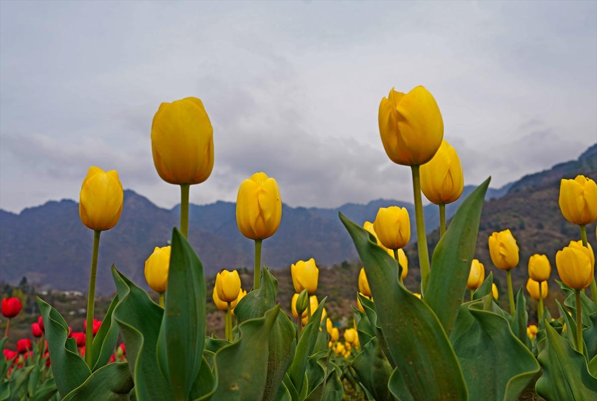 Asya'nın en büyük lale bahçesi, Hindistan'da ziyarete açıldı