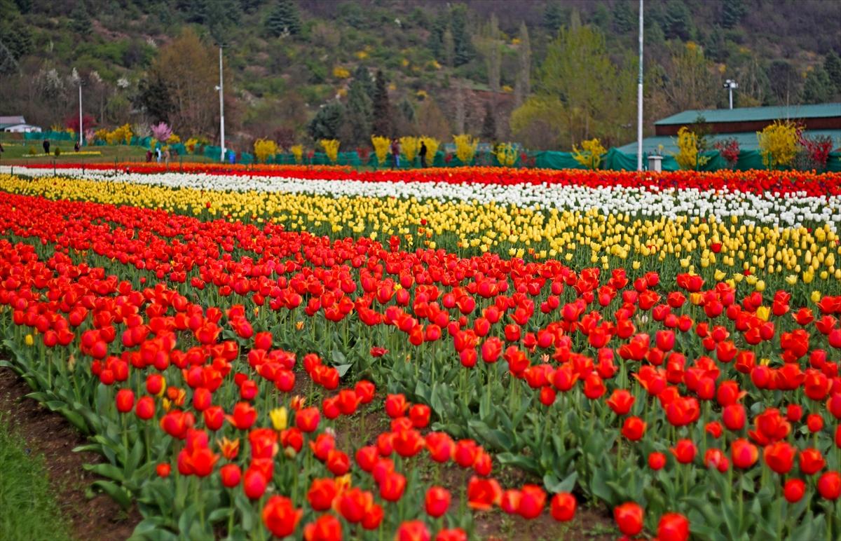 Asya'nın en büyük lale bahçesi, Hindistan'da ziyarete açıldı