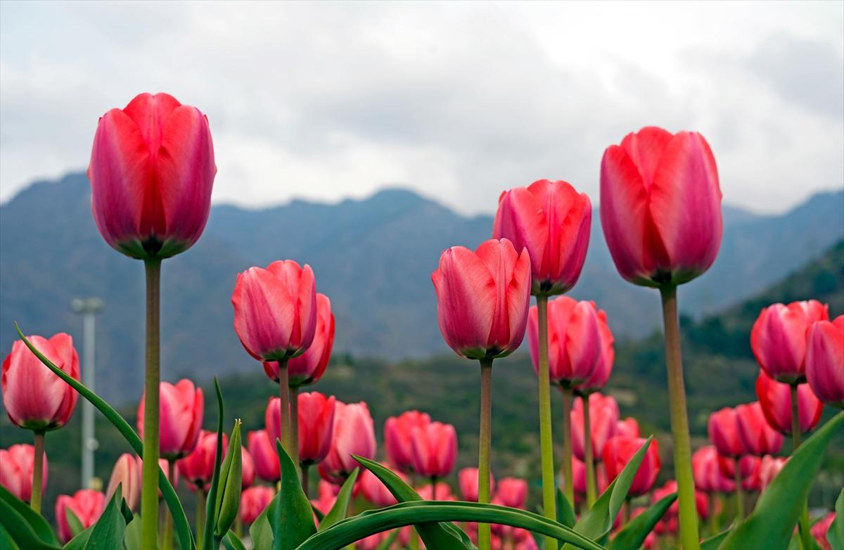 Asya'nın en büyük lale bahçesi, Hindistan'da ziyarete açıldı