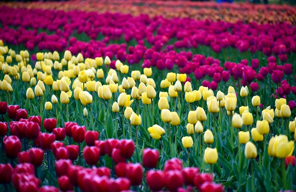 Asya'nın en büyük lale bahçesi, Hindistan'da ziyarete açıldı