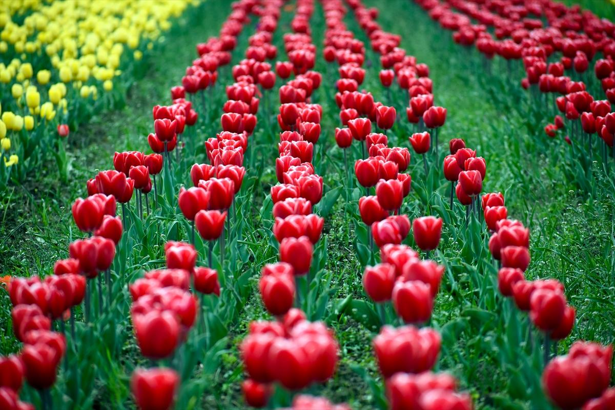 Asya'nın en büyük lale bahçesi, Hindistan'da ziyarete açıldı