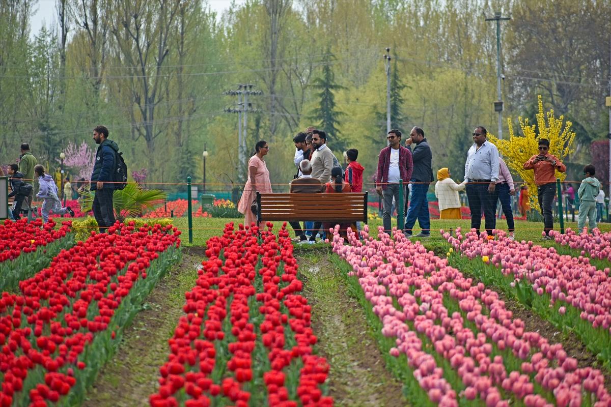 Asya'nın en büyük lale bahçesi, Hindistan'da ziyarete açıldı