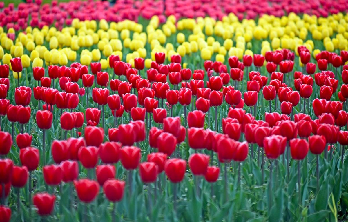 Asya'nın en büyük lale bahçesi, Hindistan'da ziyarete açıldı