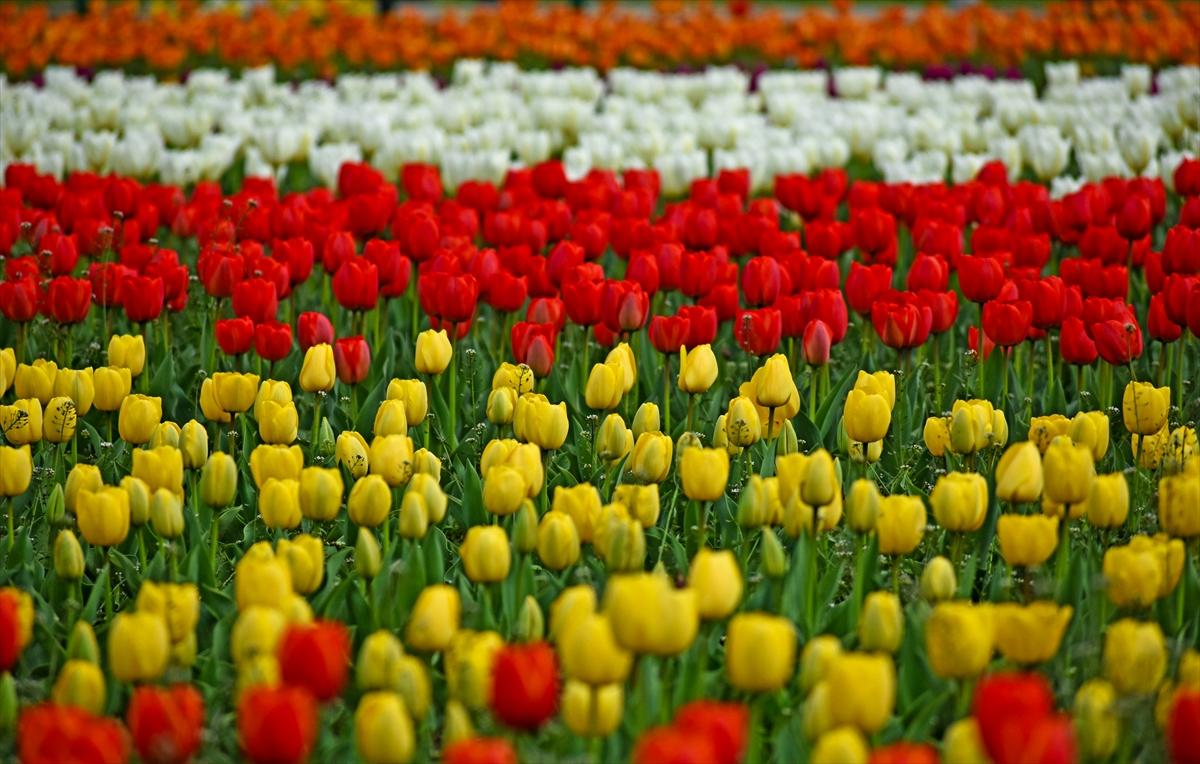 Asya'nın en büyük lale bahçesi, Hindistan'da ziyarete açıldı