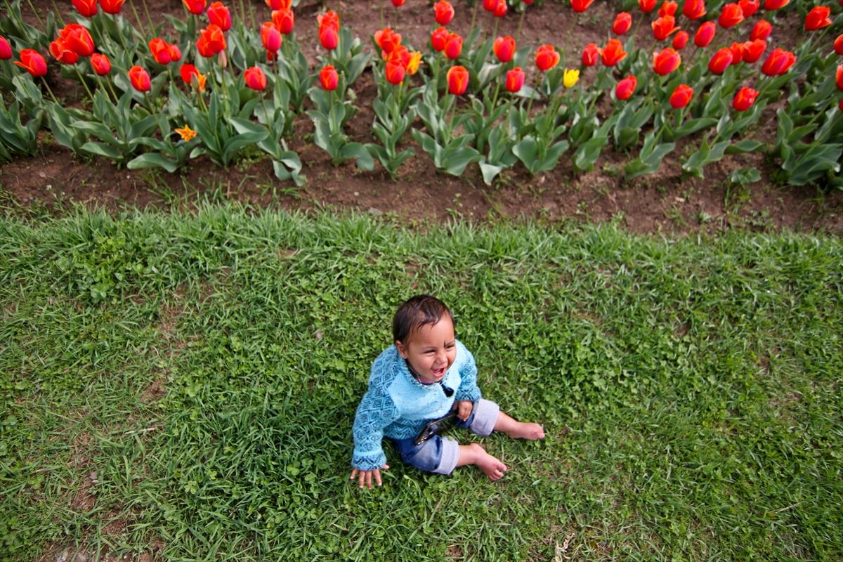Asya'nın en büyük lale bahçesi, Hindistan'da ziyarete açıldı
