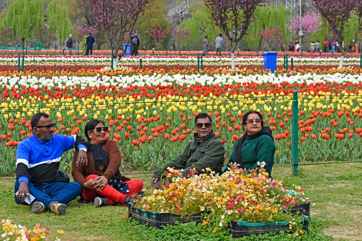 Asya'nın en büyük lale bahçesi, Hindistan'da ziyarete açıldı